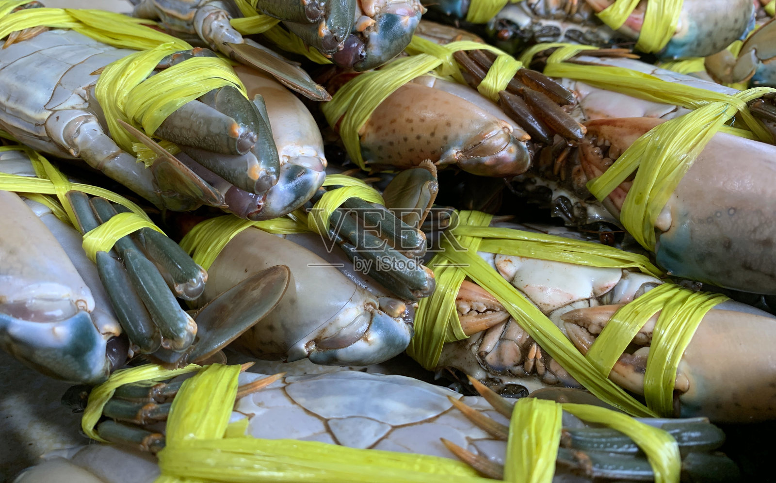 新鲜的螃蟹照片摄影图片