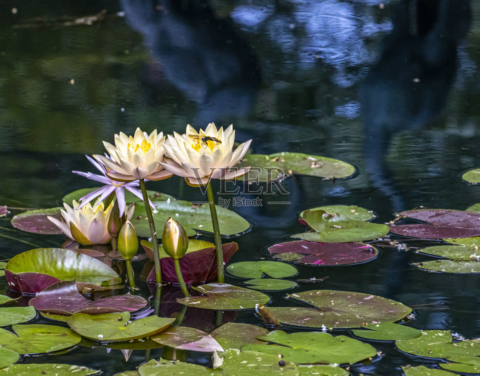 紫色和黄色花朵的睡莲照片摄影图片