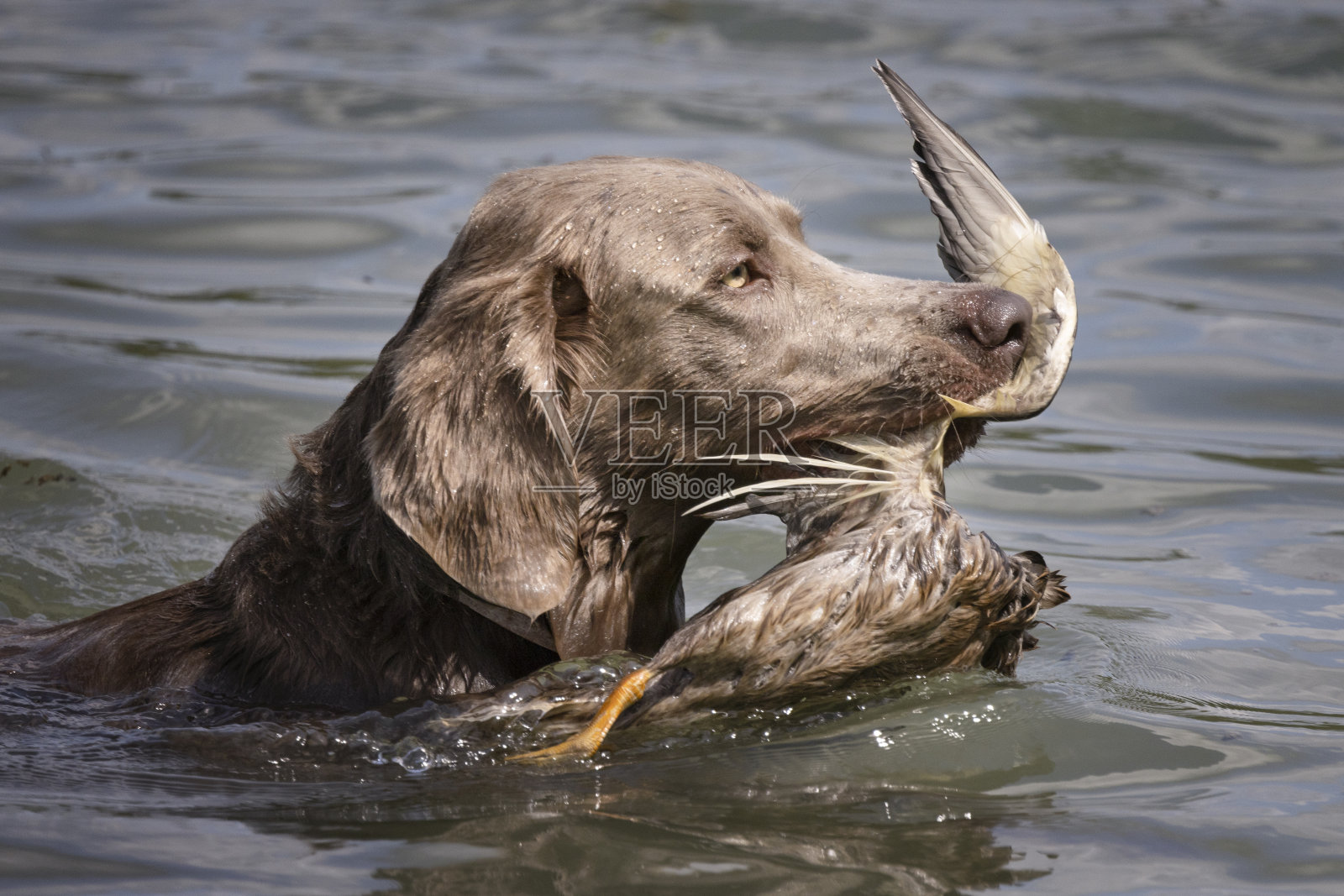 魏玛猎犬寻回鸭子照片摄影图片