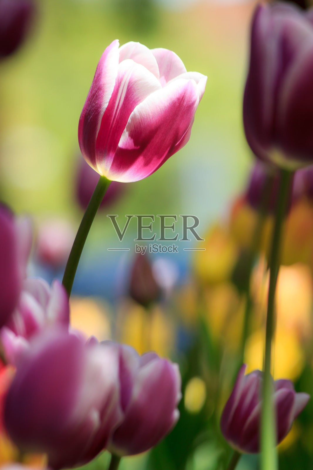 来自加拿大郁金香节，最佳郁金香照片摄影图片