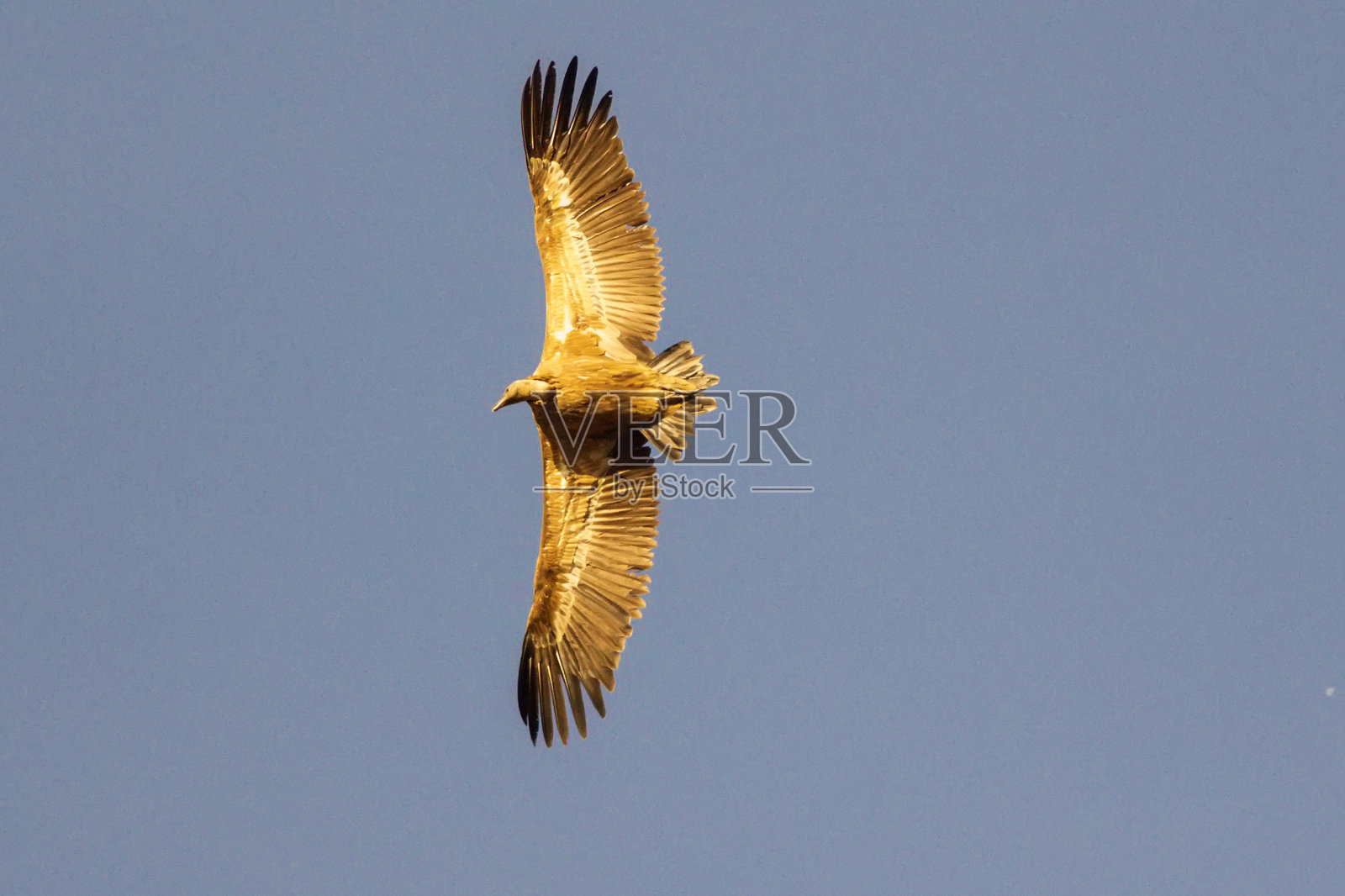 秃鹫在飞翔照片摄影图片