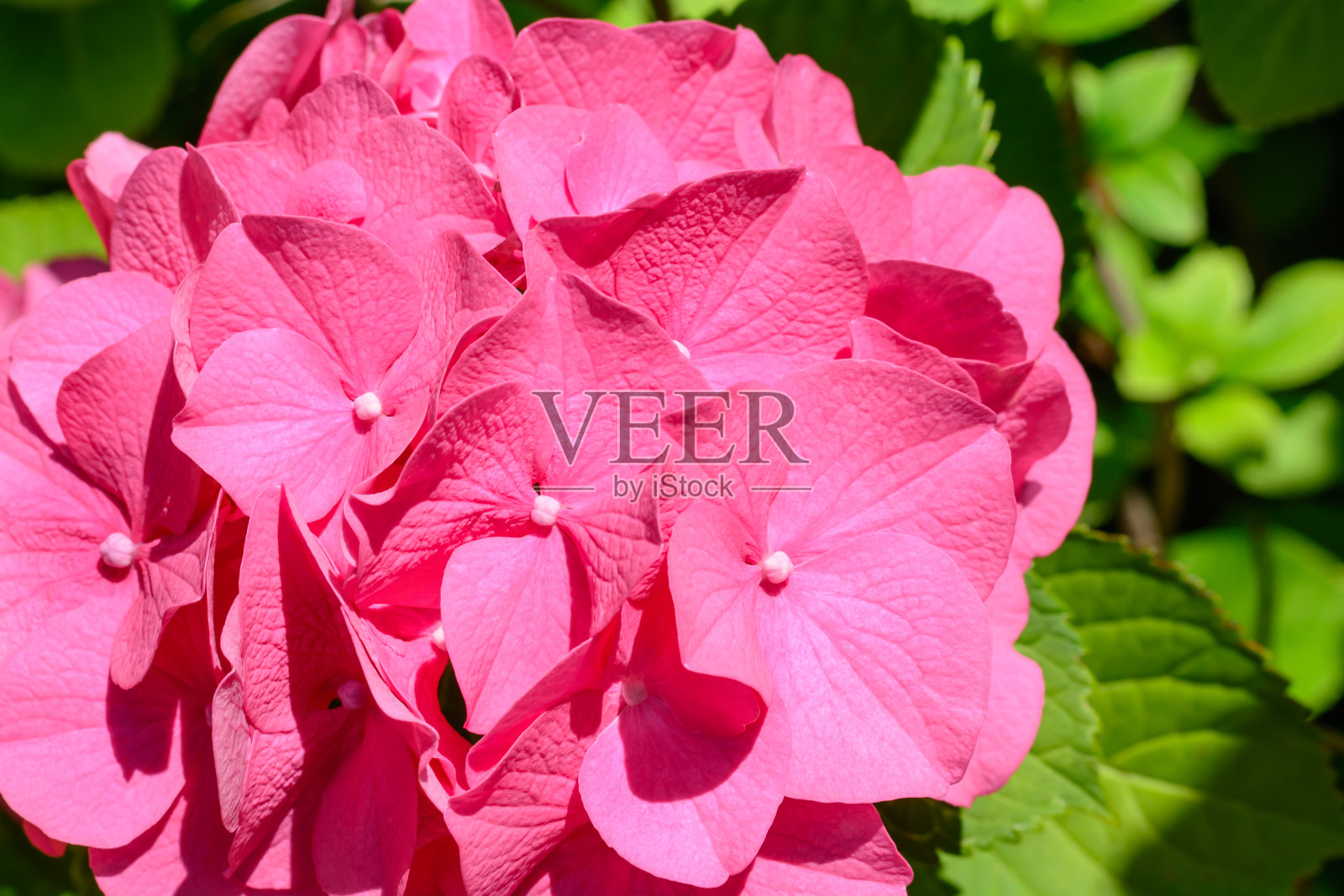 强烈的粉红色绣球花在一个模糊的背景照片摄影图片