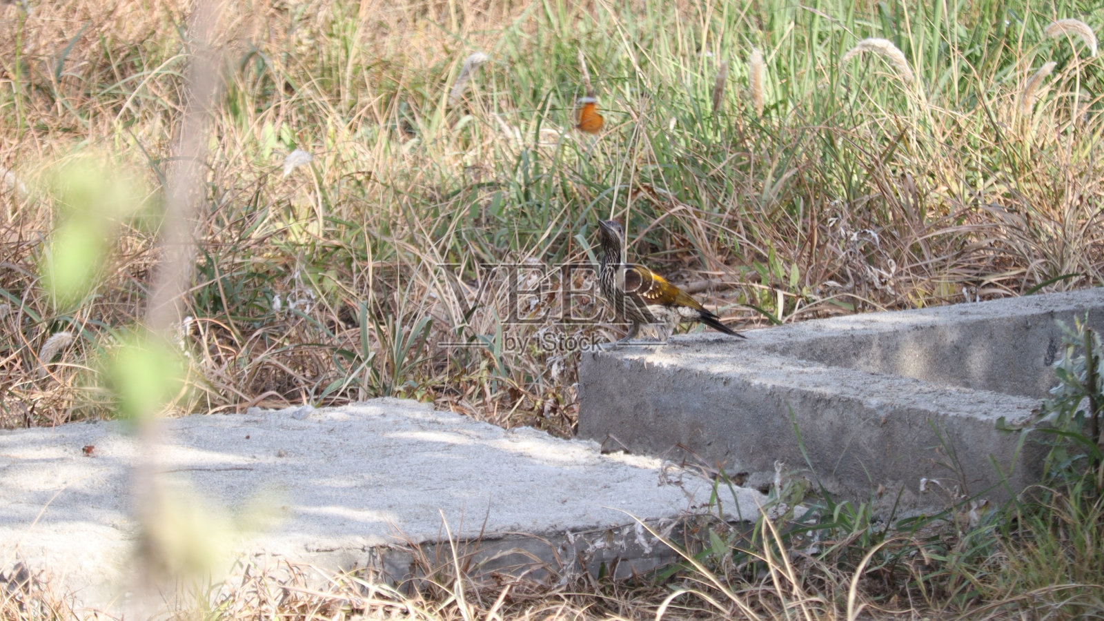 鸟类收藏照片摄影图片