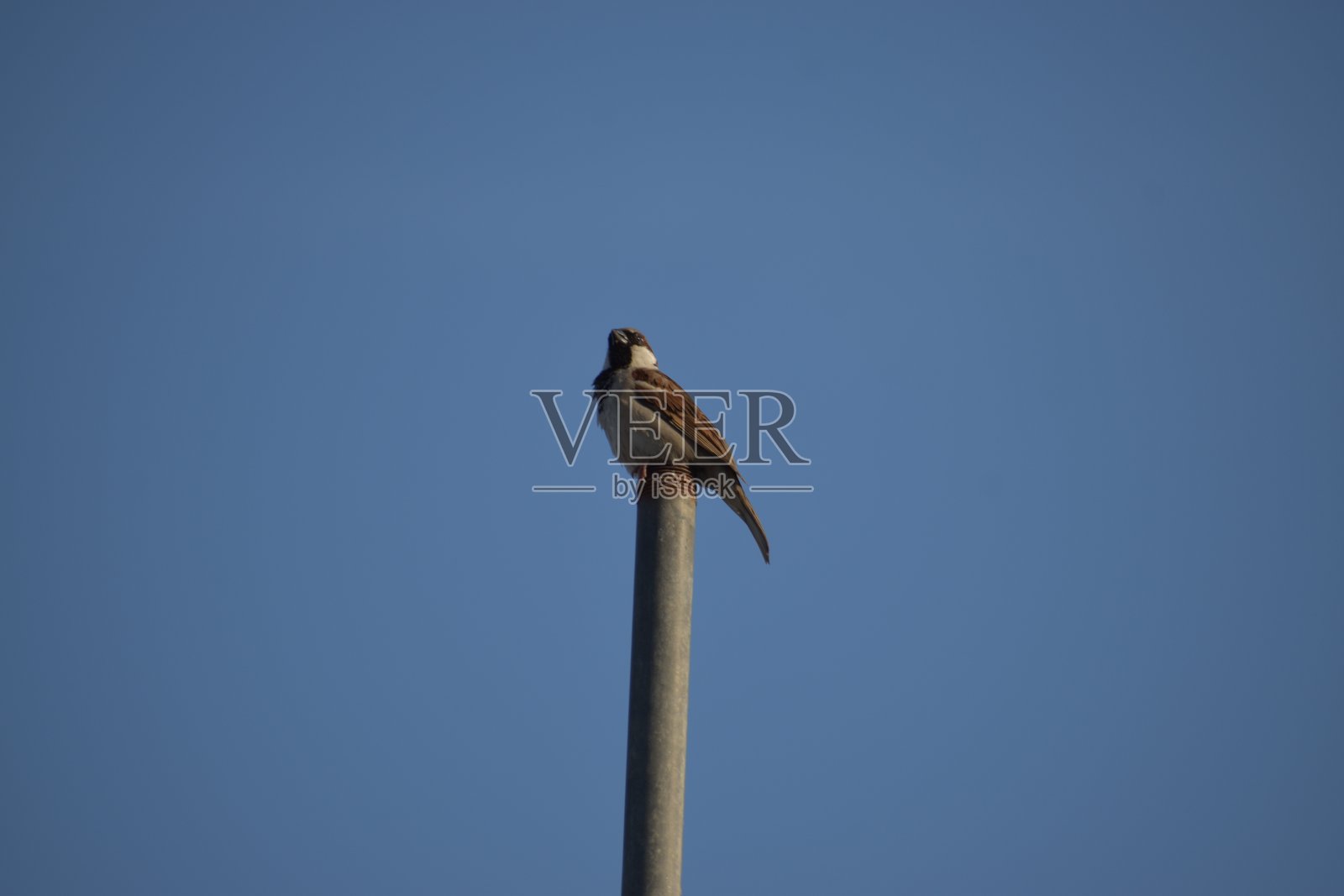 鸟类收藏照片摄影图片