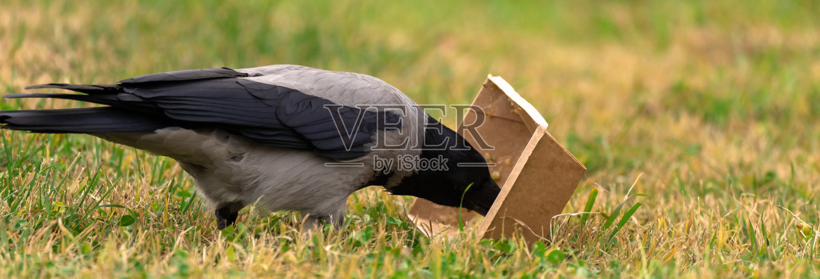 野乌鸦吃东西照片摄影图片