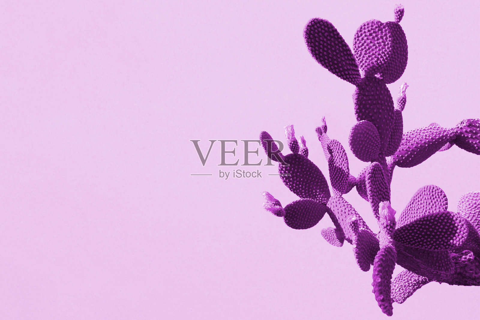 仙人掌时装集设计。最小的风格。新潮鲜艳的色彩，不寻常的死气沉沉的生活照片摄影图片