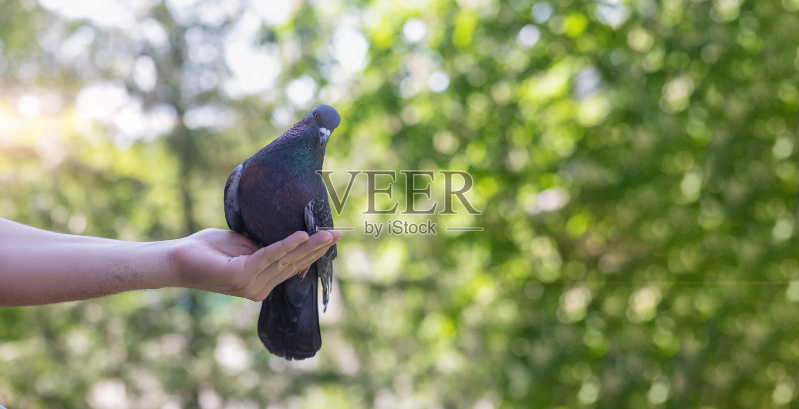 鸽子是用手喂的。照片摄影图片