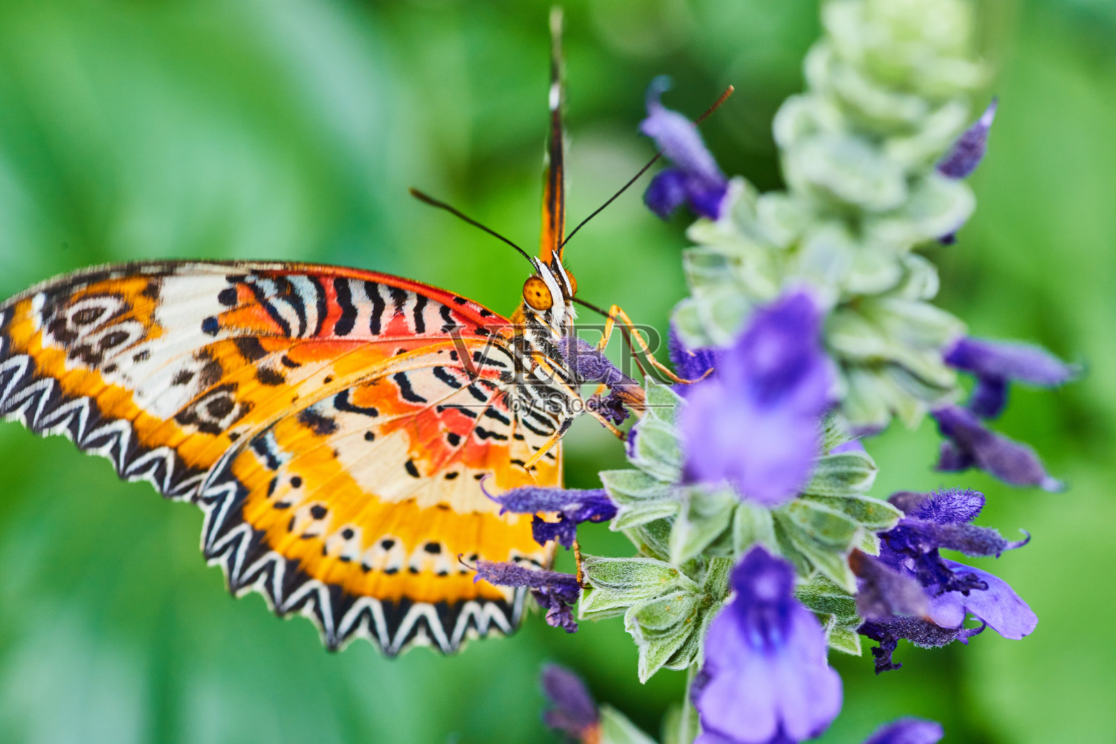 紫色的花与细节的红色草蛉蝴蝶照片摄影图片