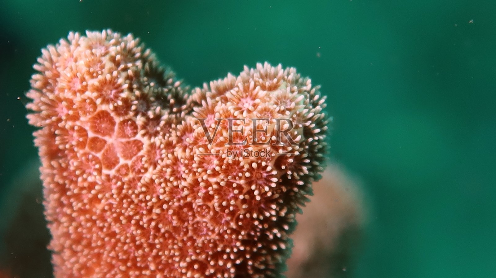 常见的珊瑚照片摄影图片