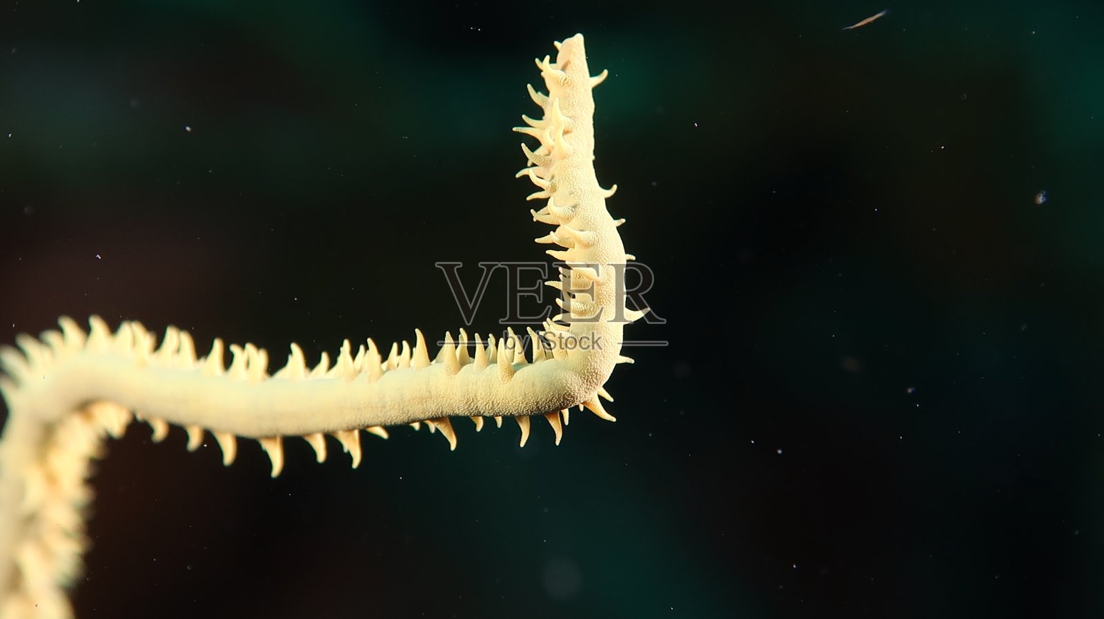 黄色的珊瑚照片摄影图片