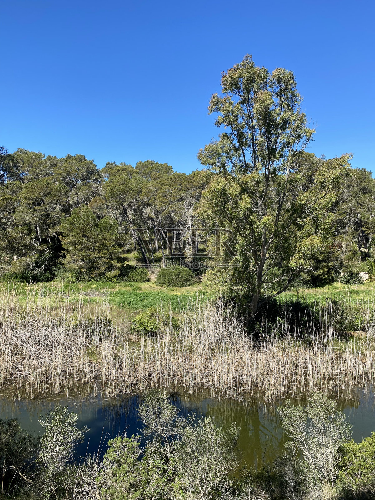 蒙德拉戈自然公园，马略卡岛，圣塔伊，西班牙照片摄影图片