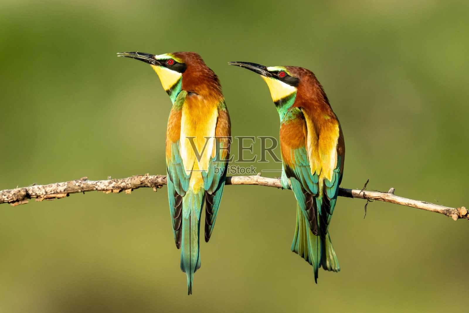 欧洲的食蜂鸟照片摄影图片