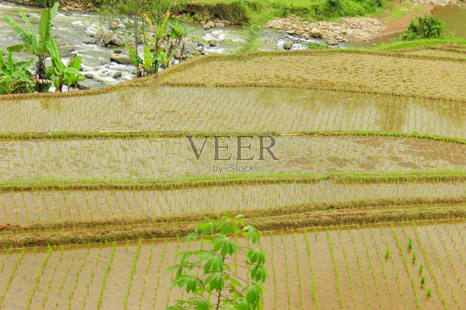 翠绿的稻田景观。稻田的乡村宁静照片摄影图片