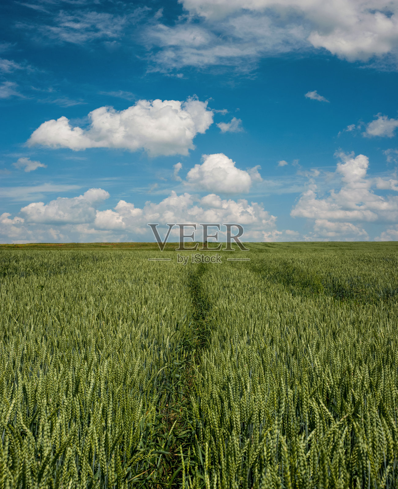 青青的耳朵望着蓝天白云，麦田里的足迹照片摄影图片