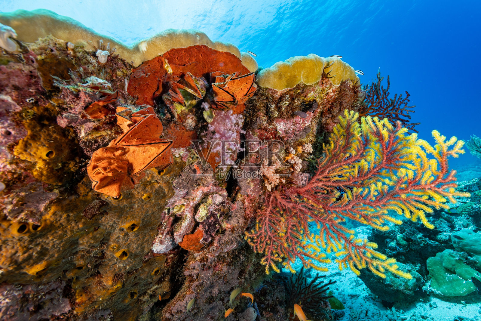 印度尼西亚班达海，塔扬杜岛北部海山的波利茨珊瑚的彩色底面照片摄影图片