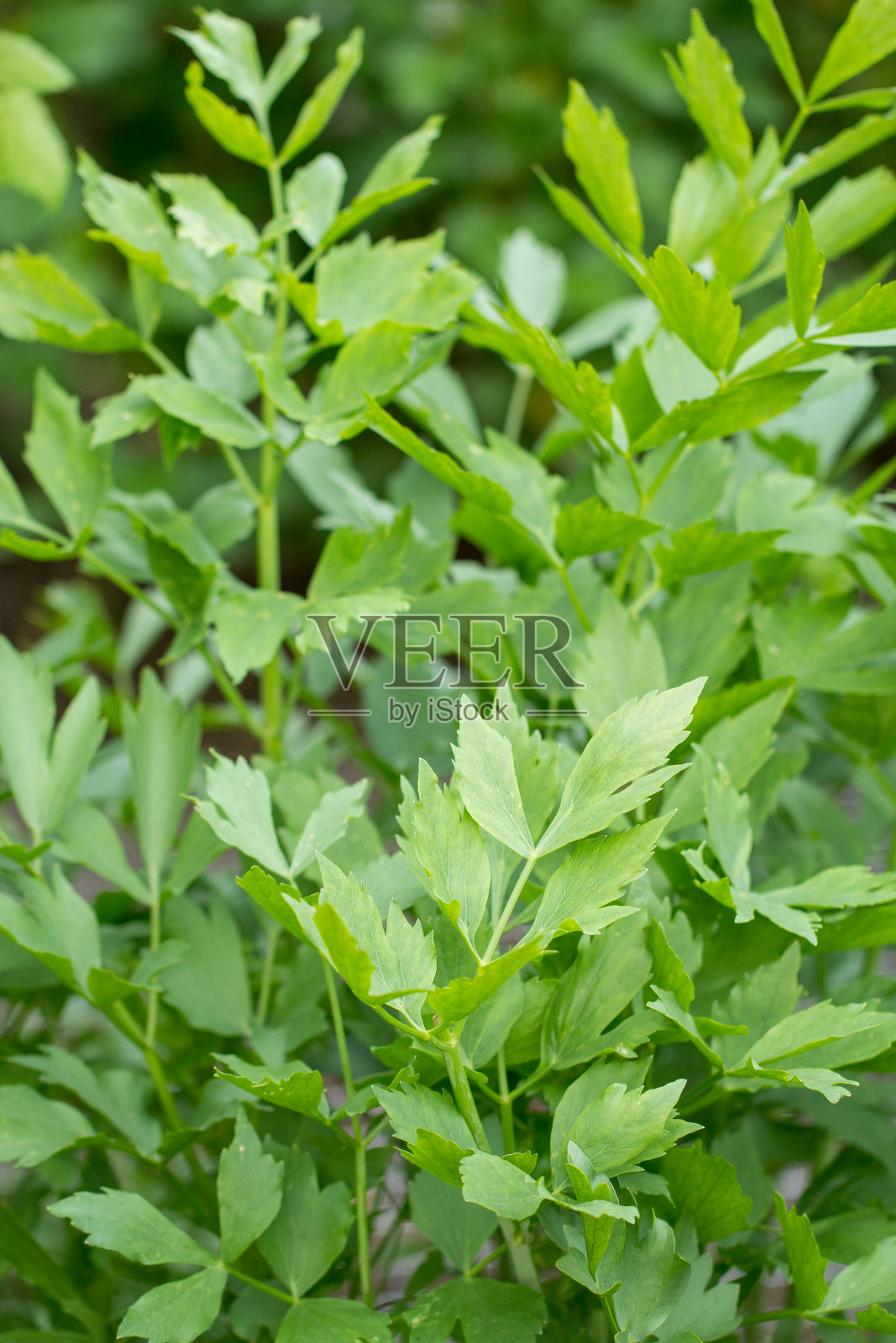 花园里的新鲜铁皮石斛照片摄影图片