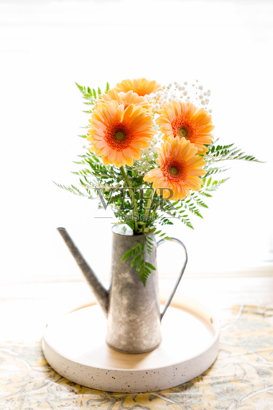 雏菊照片摄影图片