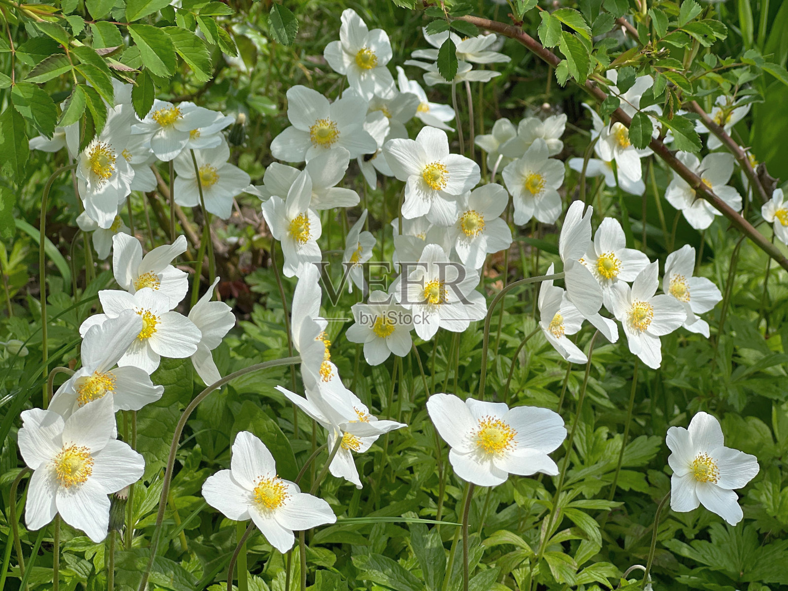 白花海葵花，雪花莲海葵，风花。照片摄影图片