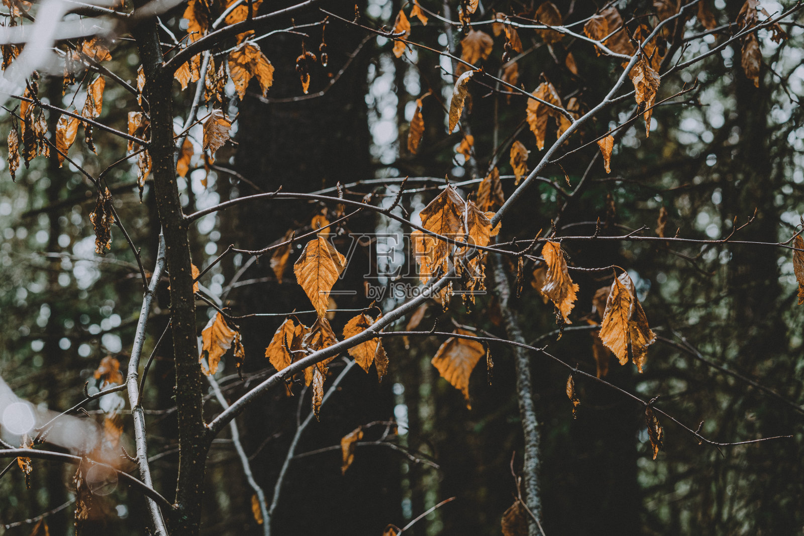 班夫国家公园附近森林里的树叶照片摄影图片