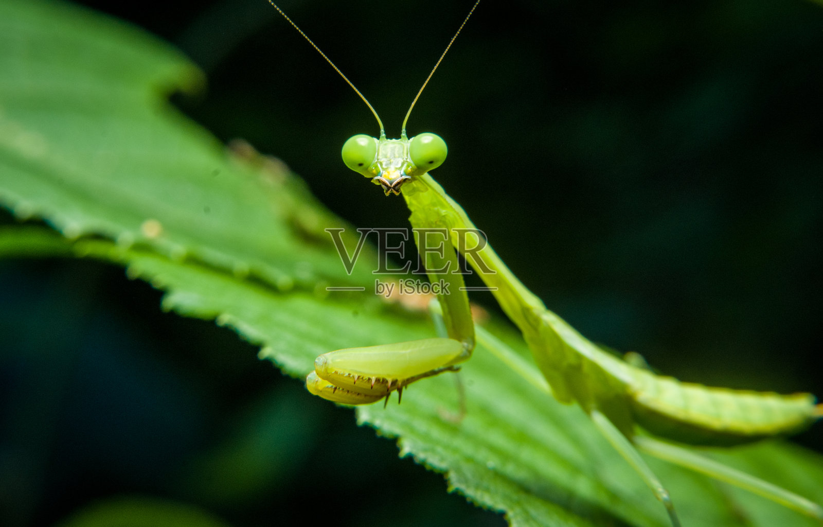 螳螂在祈祷的特写照片摄影图片