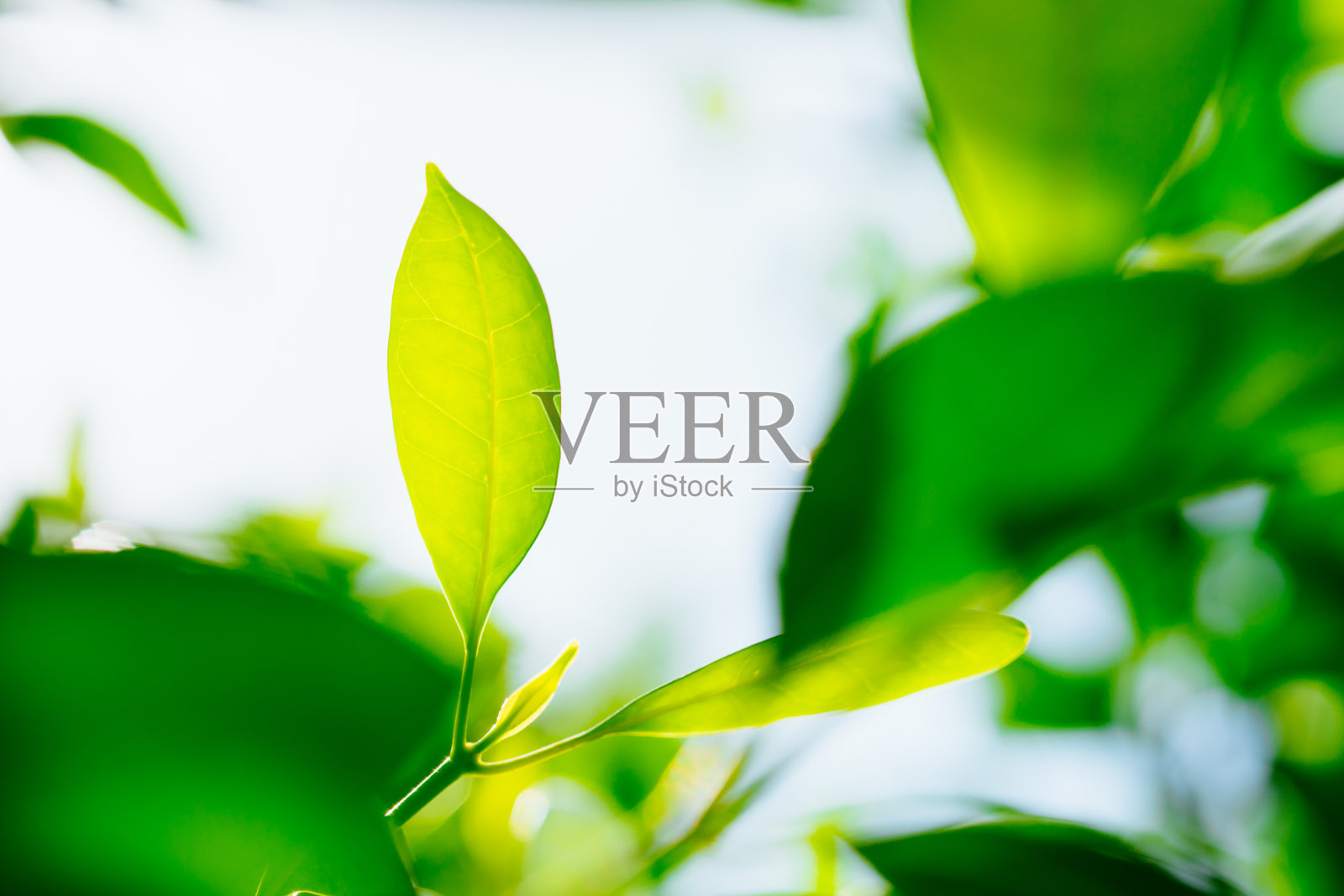 绿叶在阳光下的特写自然景观照片摄影图片