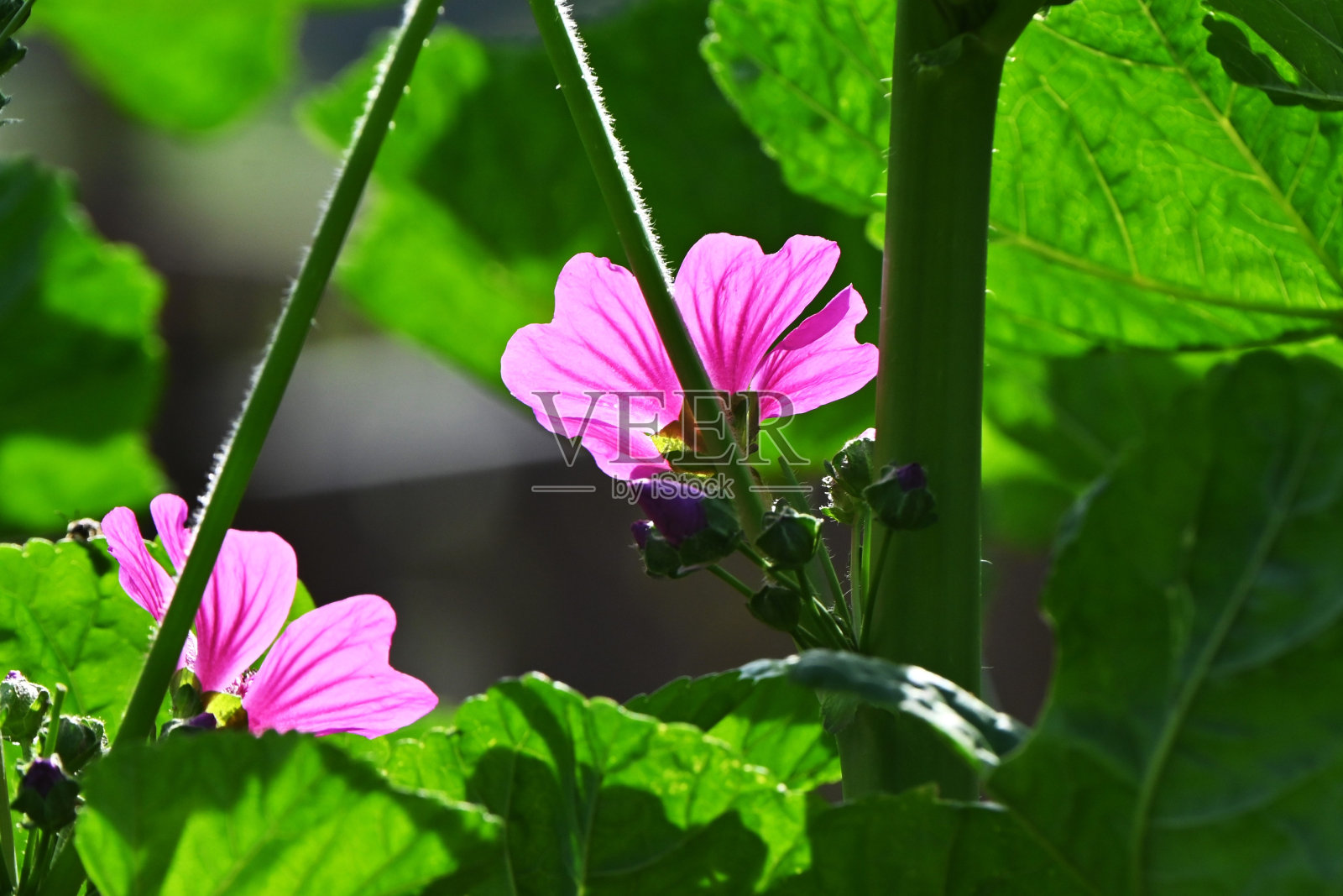 普通的锦葵(Malva mauritiana)花。照片摄影图片