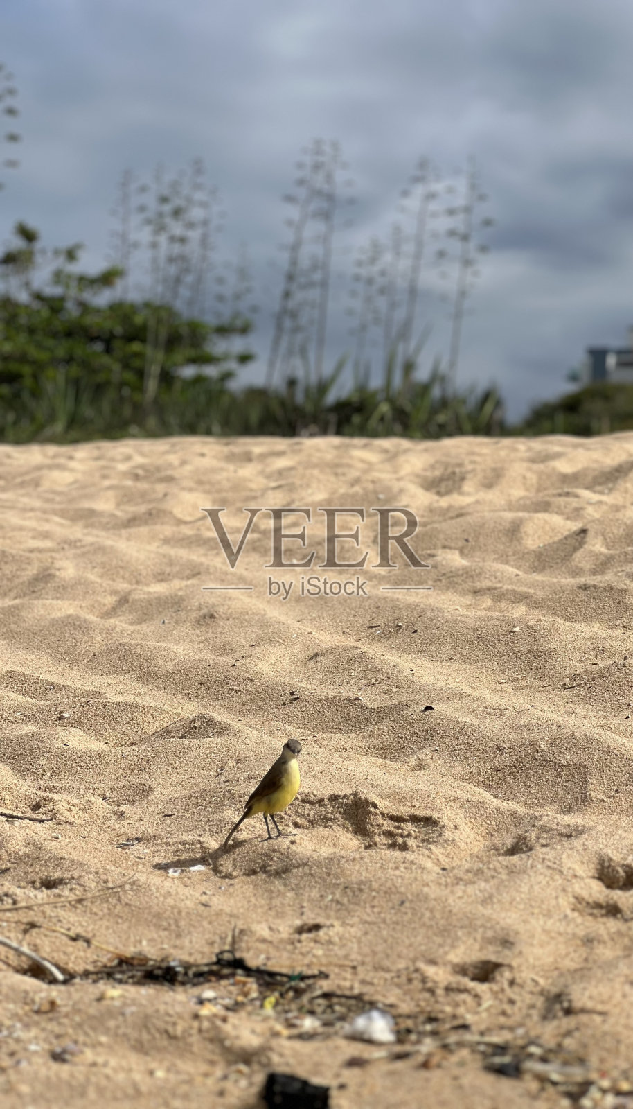 孤独的鸟照片摄影图片