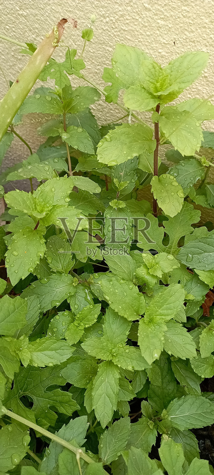 绿薄荷叶照片摄影图片