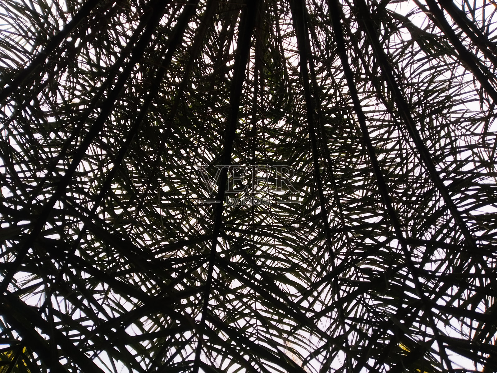 棕榈树的枝叶照片摄影图片