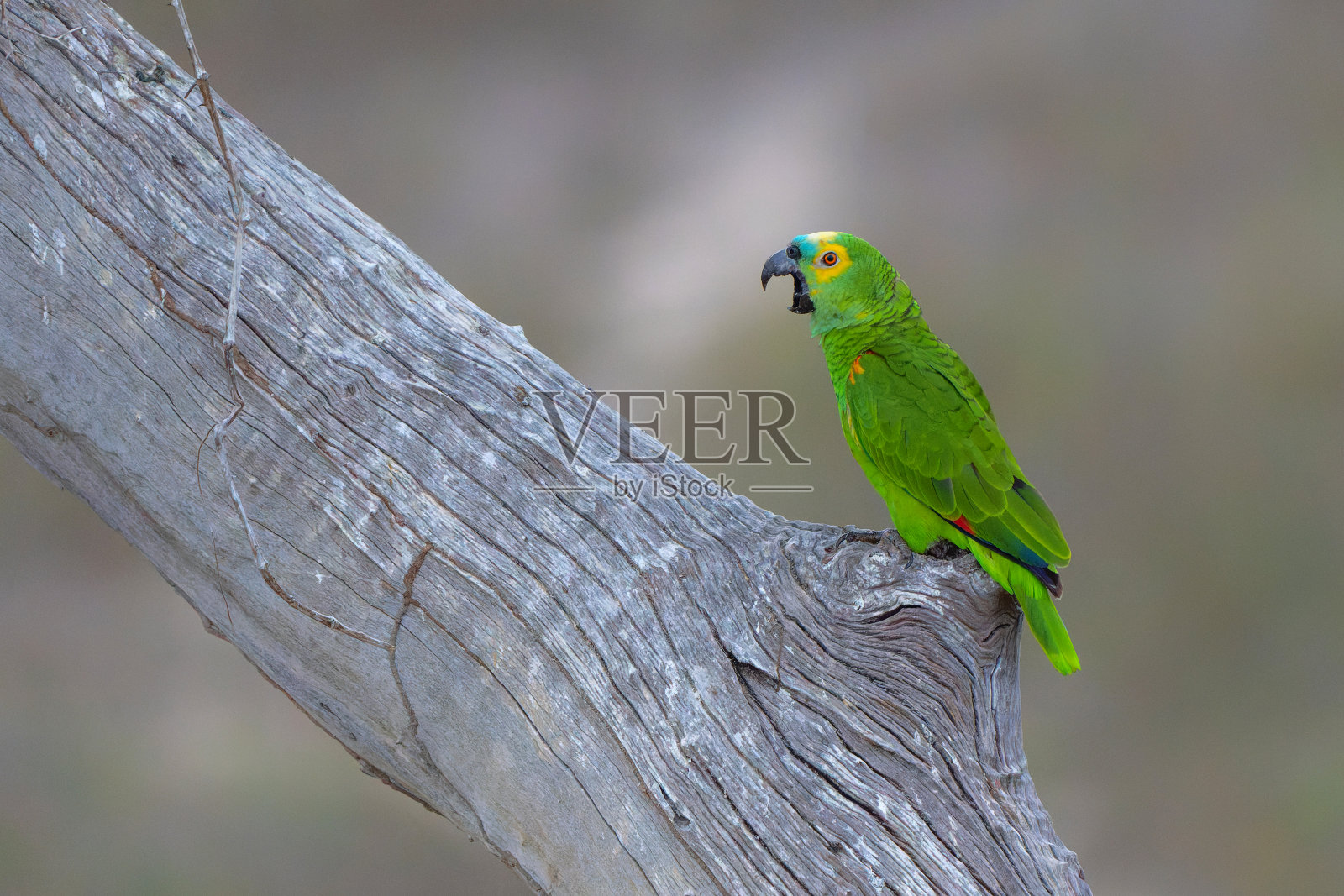 潘塔纳尔河的绿松石河照片摄影图片