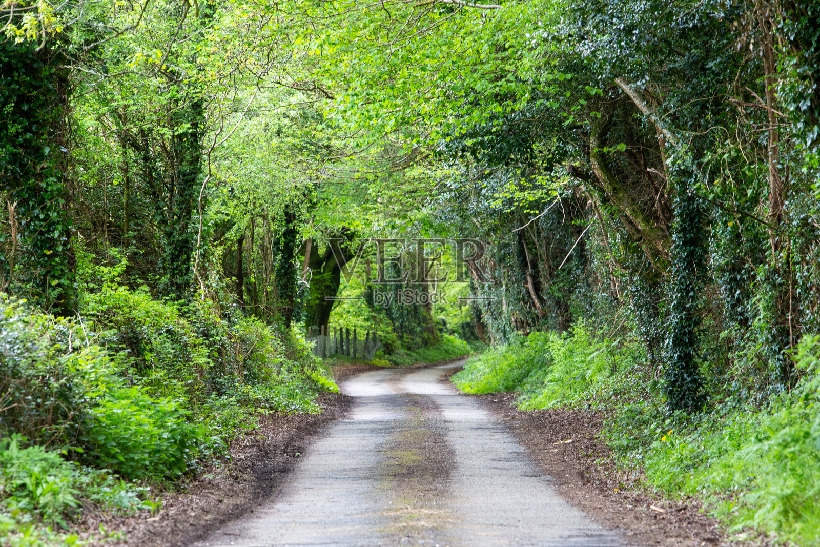 爱尔兰乡村的公路上有树冠照片摄影图片