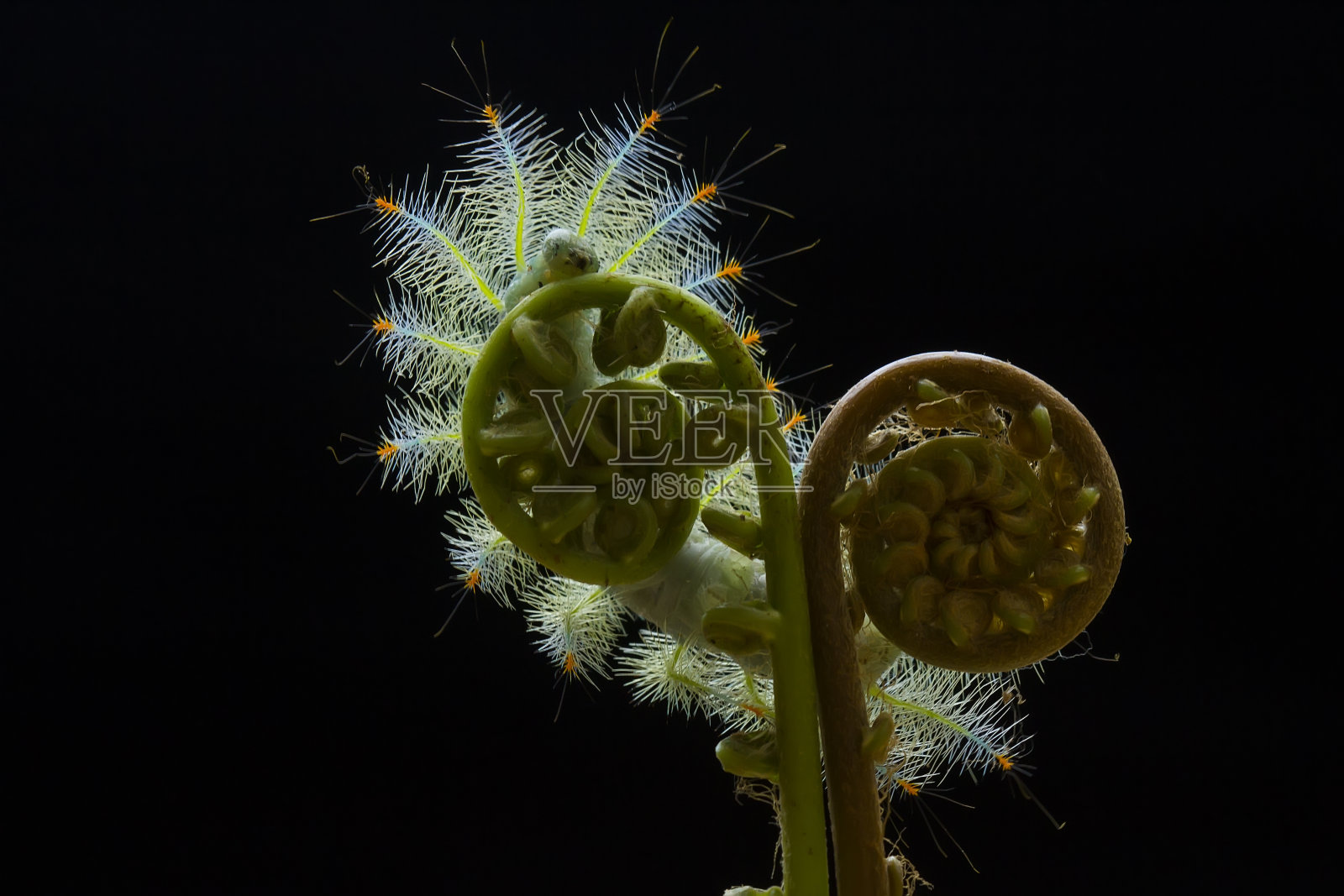 自然广场上的毛毛虫照片摄影图片