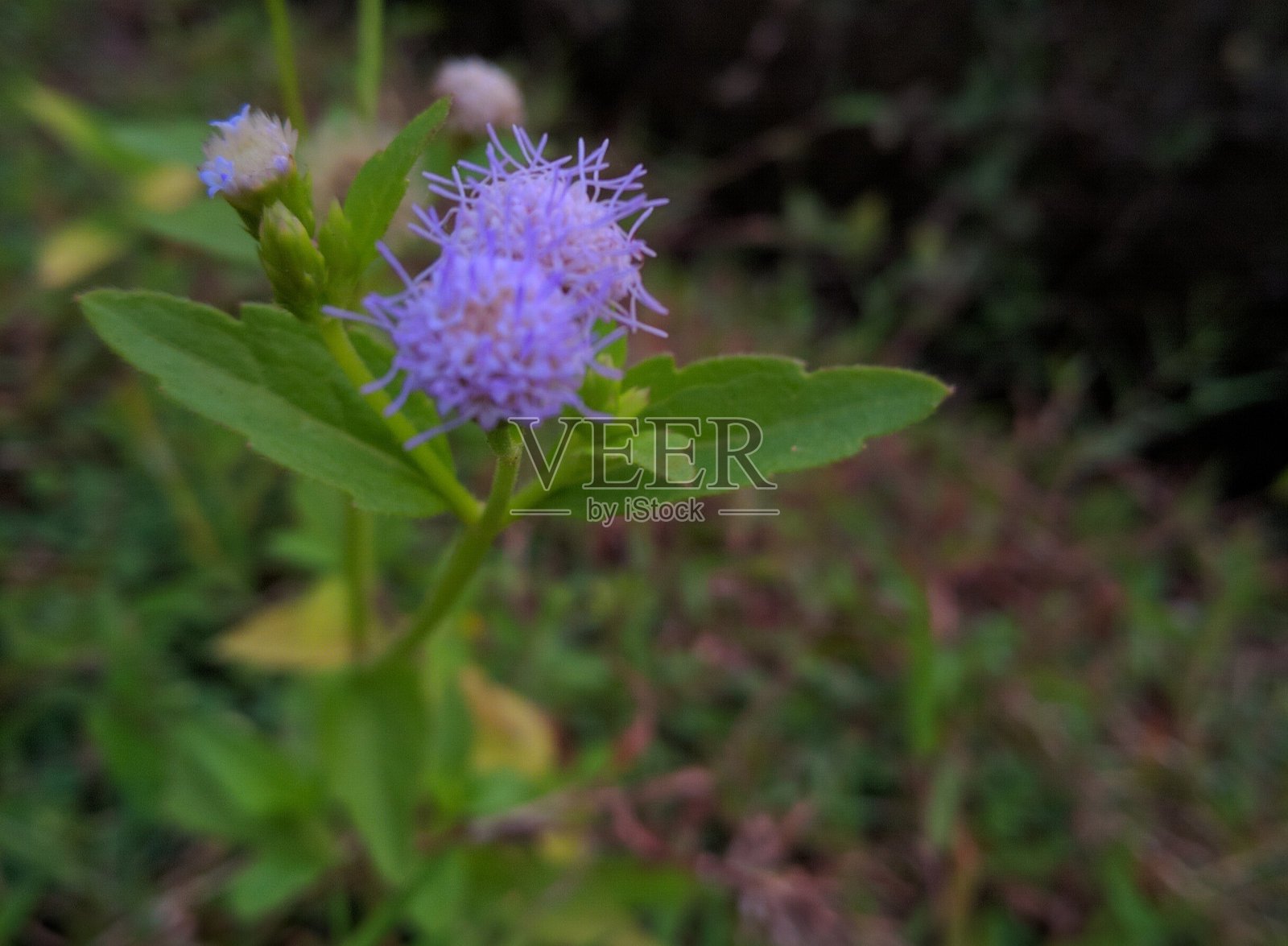花照片摄影图片