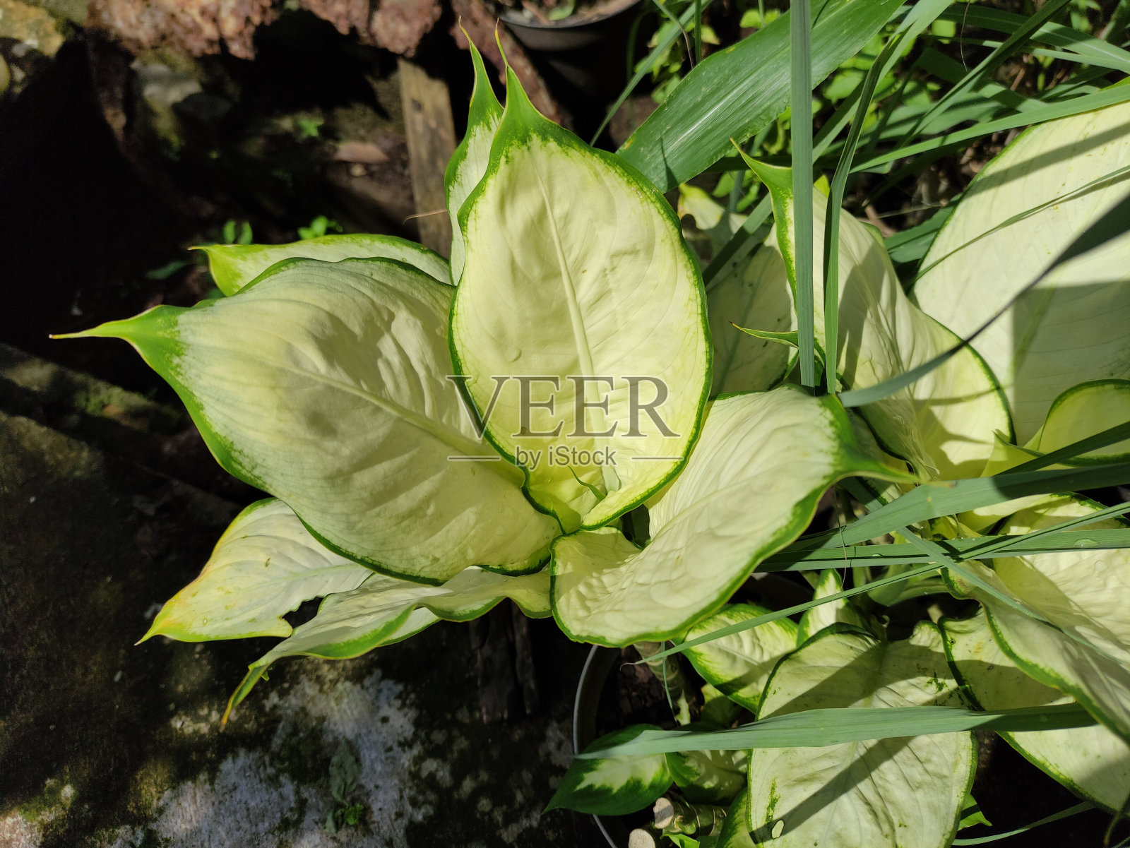 新鲜绿色植物的高角度视图照片摄影图片