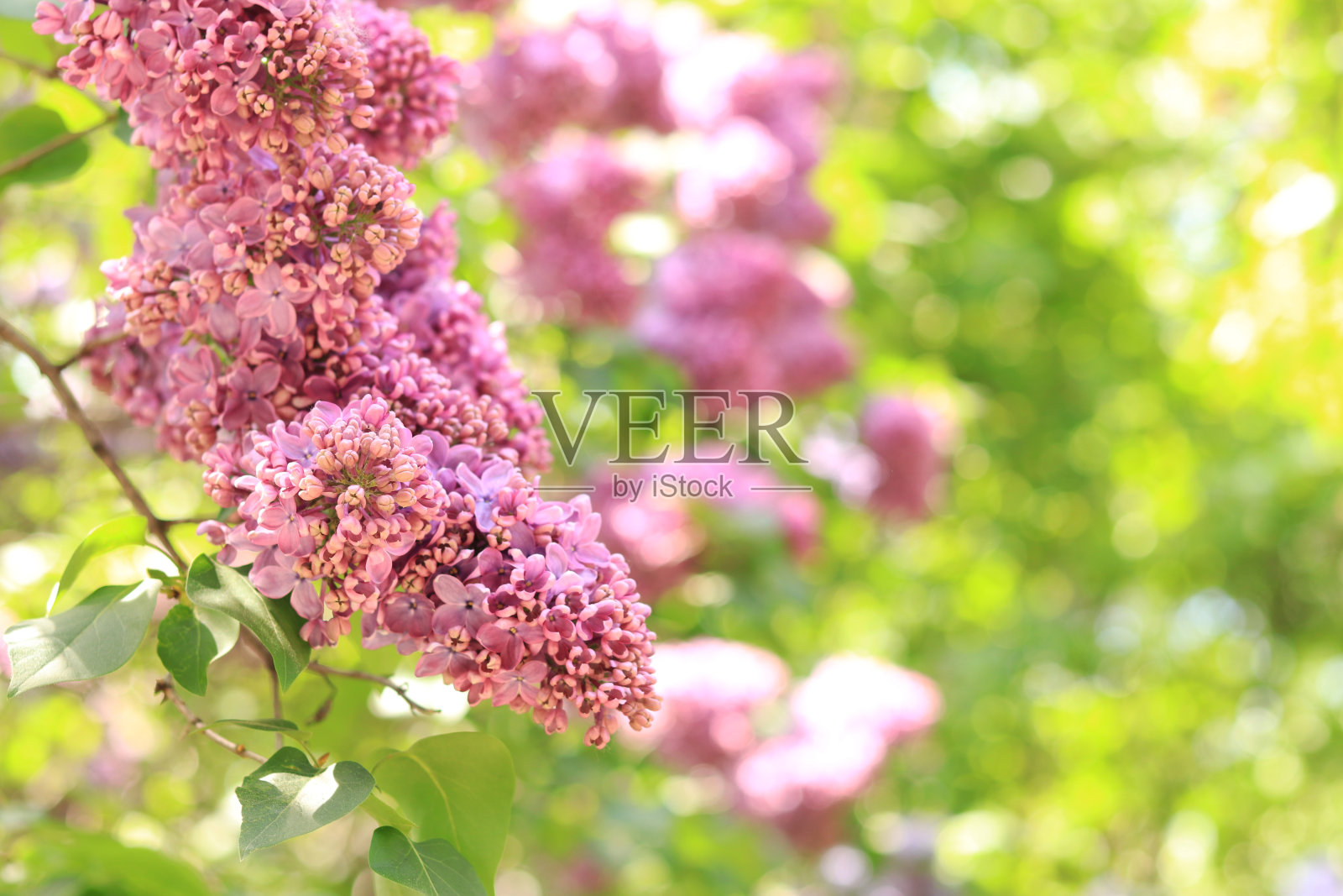 模糊背景文字与绽放浅粉红色丁香枝在前景照片摄影图片