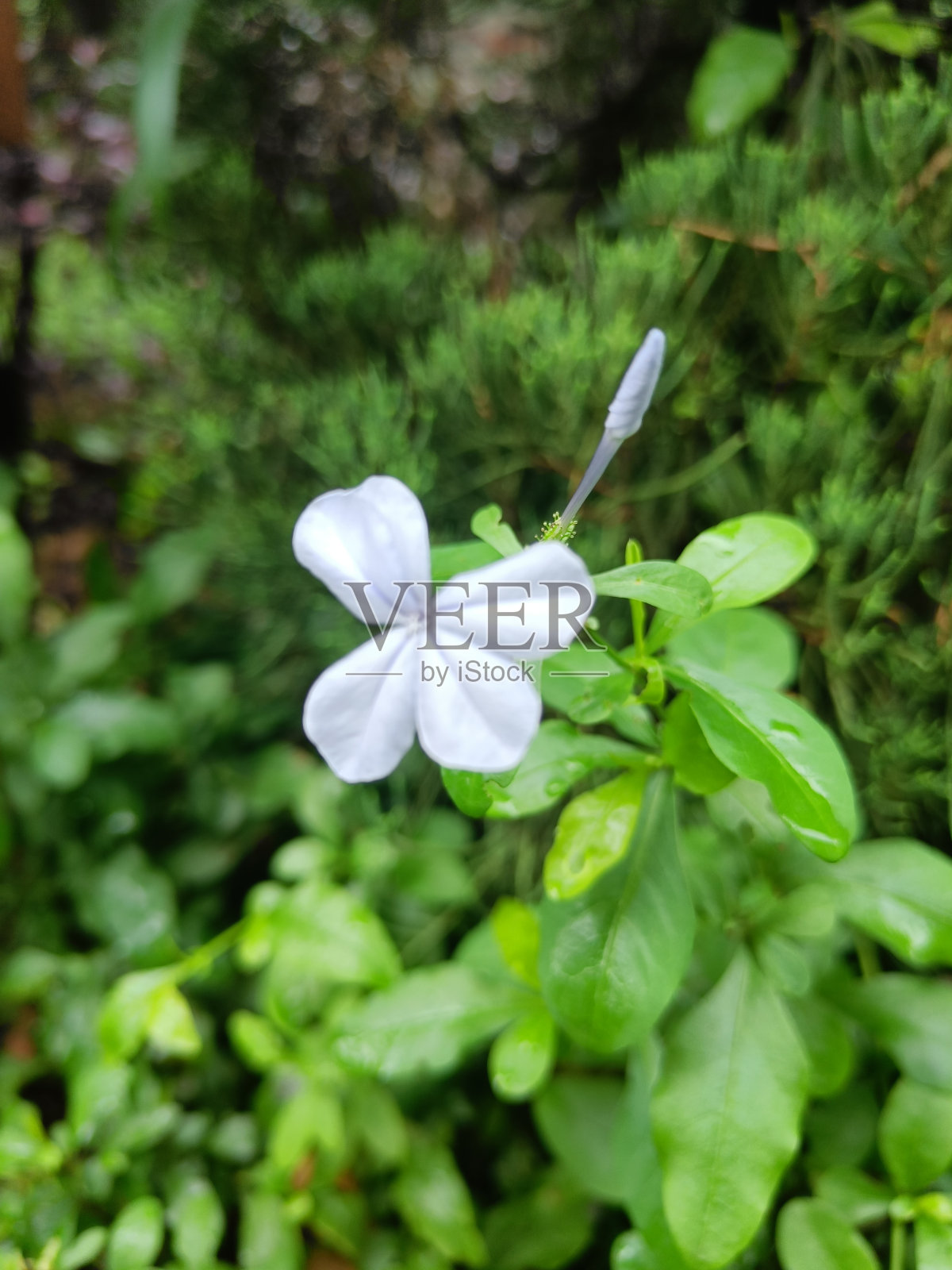 白色的栀子花在花园里盛开。又绿又湿的叶子。照片摄影图片