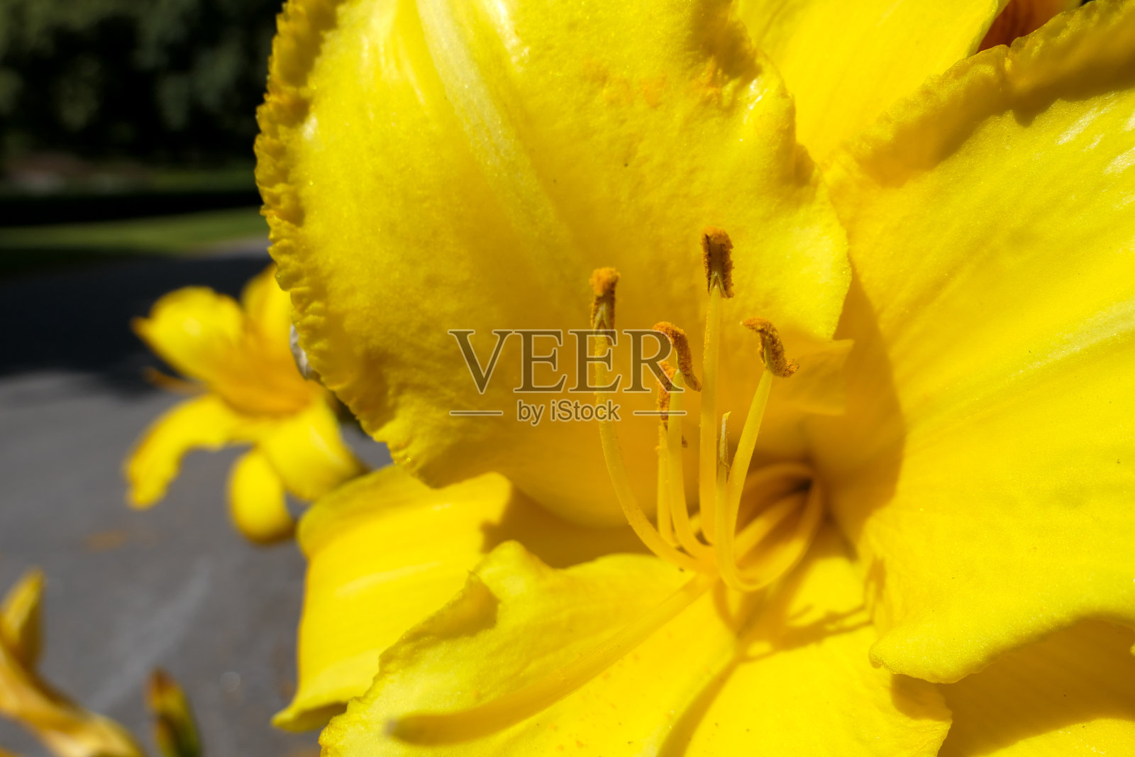 黄色开花植物的特写照片摄影图片