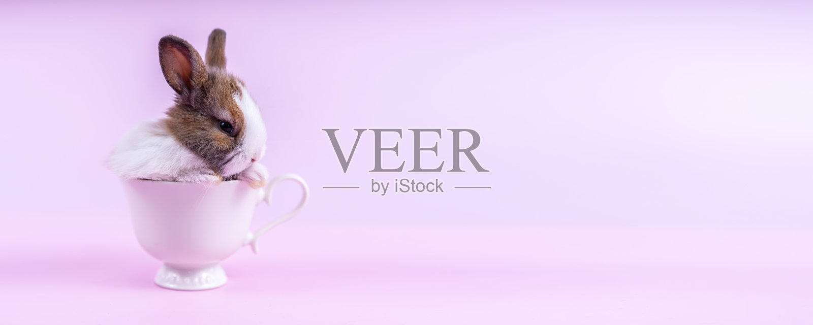 可爱的兔子复活节小兔子坐在白色的咖啡杯在粉红色的背景。有趣放松可爱毛茸茸的兔子好玩的概念。可爱的毛茸茸的粉红色背景兔子复活节的动物象征。照片摄影图片