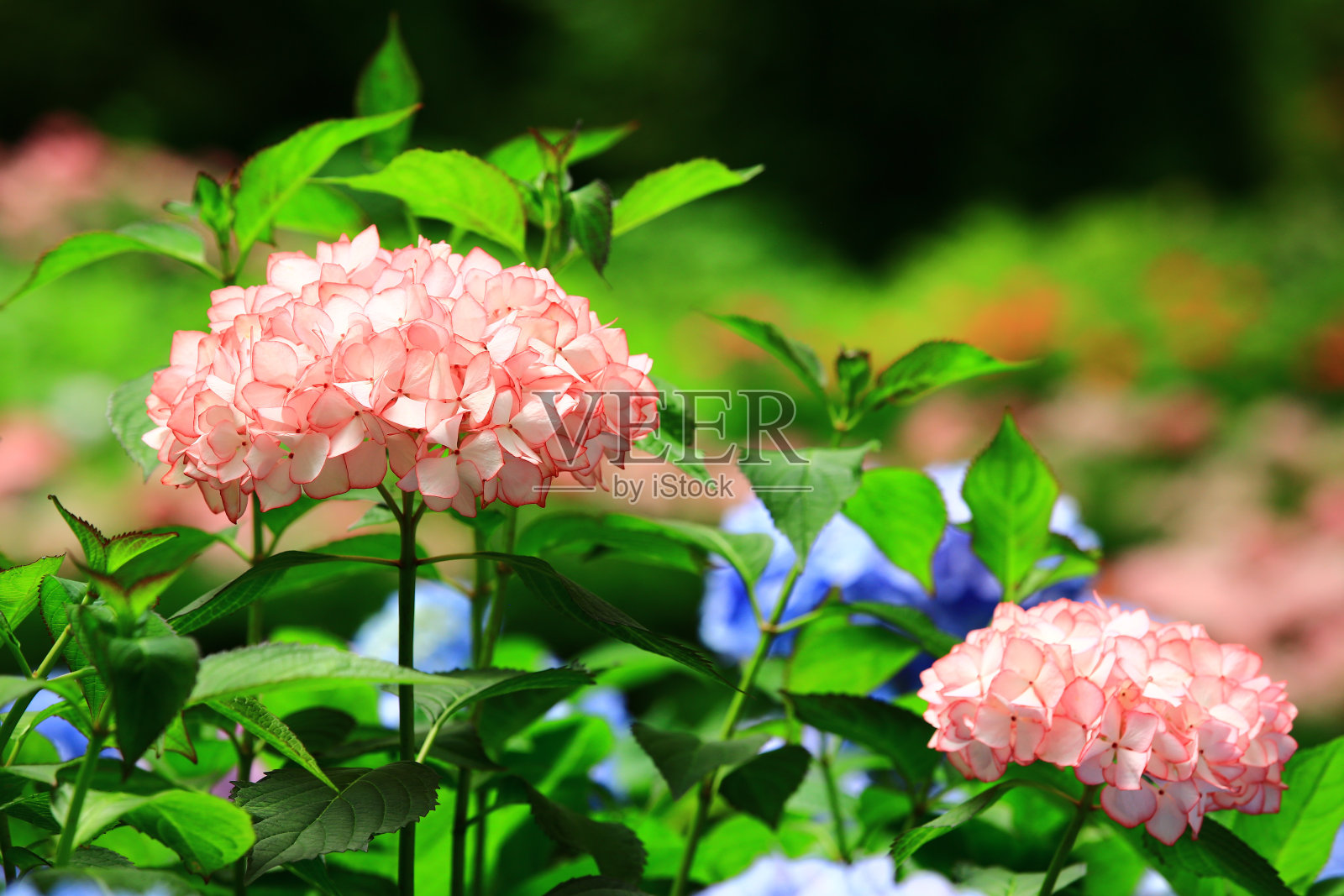 盛开的绣球花或大叶绣球花照片摄影图片