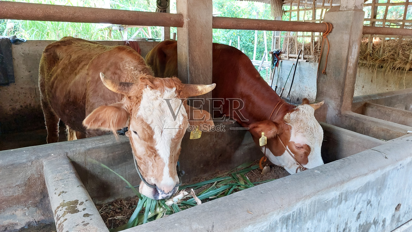 牛在马厩里。吃草的牛照片摄影图片