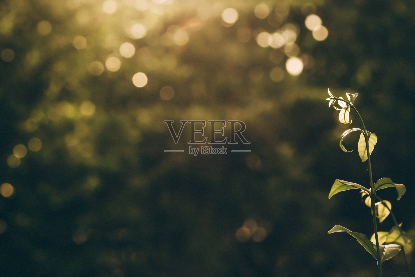 黑暗的森林景观与阳光和散景光为背景照片摄影图片