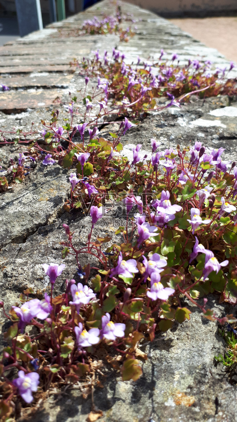 春天的花朵照片摄影图片