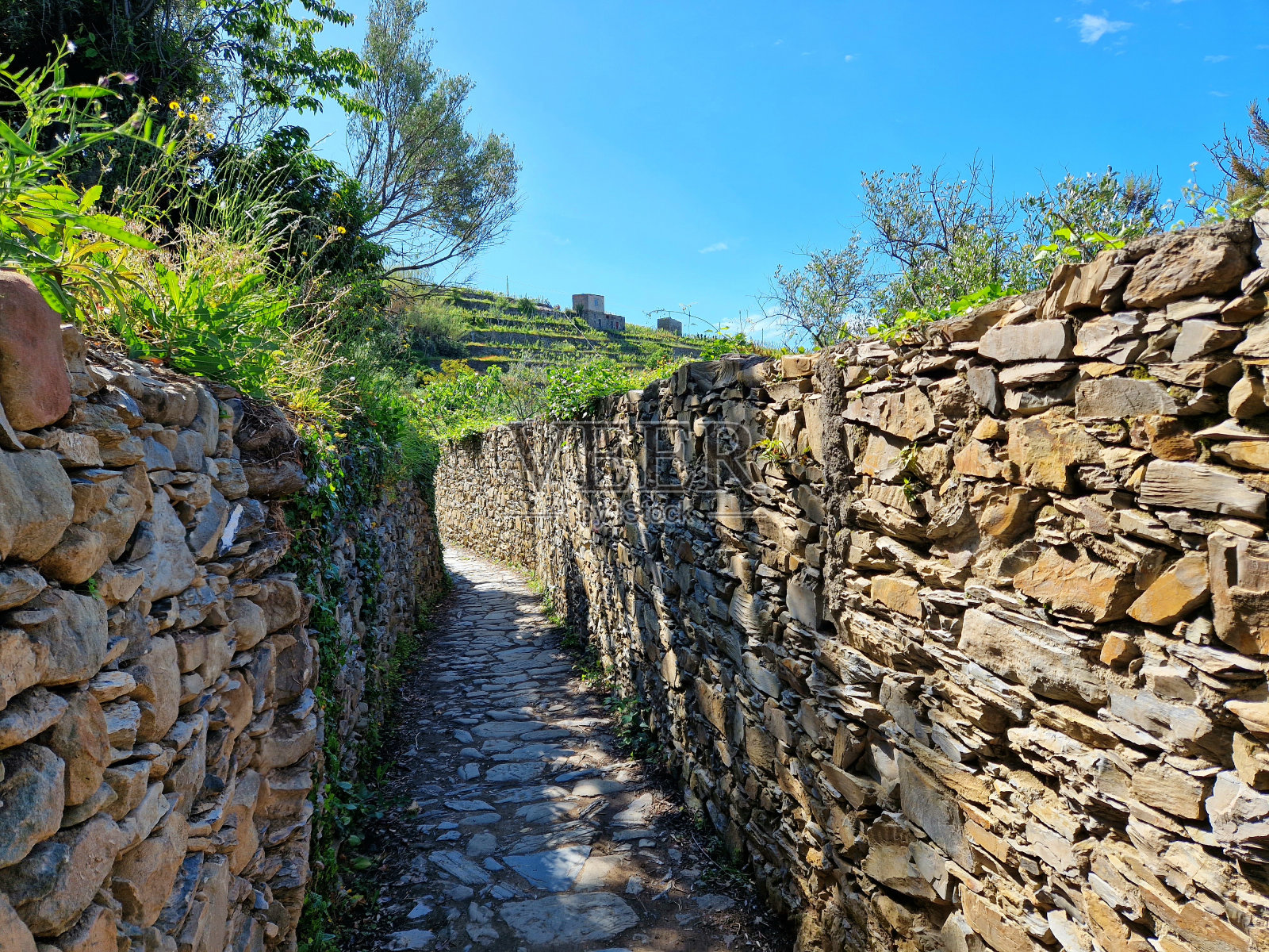 意大利利古里亚五渔村古老的历史石墙，阳光明媚的春日，葡萄园为背景照片摄影图片