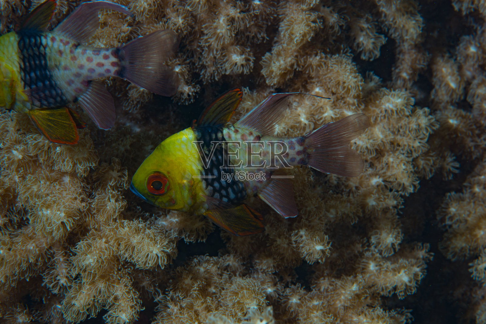 线虫目红雀照片摄影图片