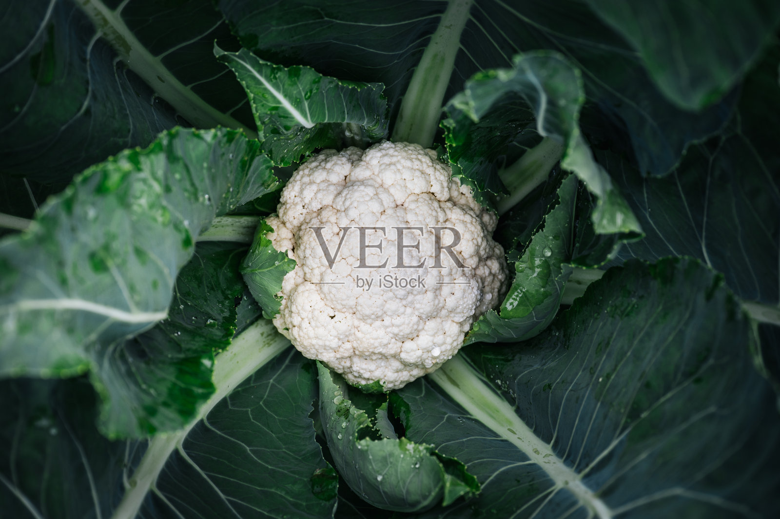 花椰菜，花椰菜植物，整株植物，有机，叶子，可持续，鸟瞰，景观，美丽照片摄影图片