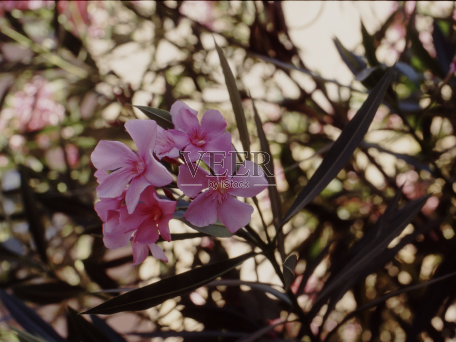 夹竹桃花照片摄影图片