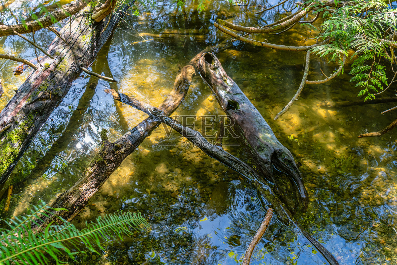 浅滩枯木原木照片摄影图片