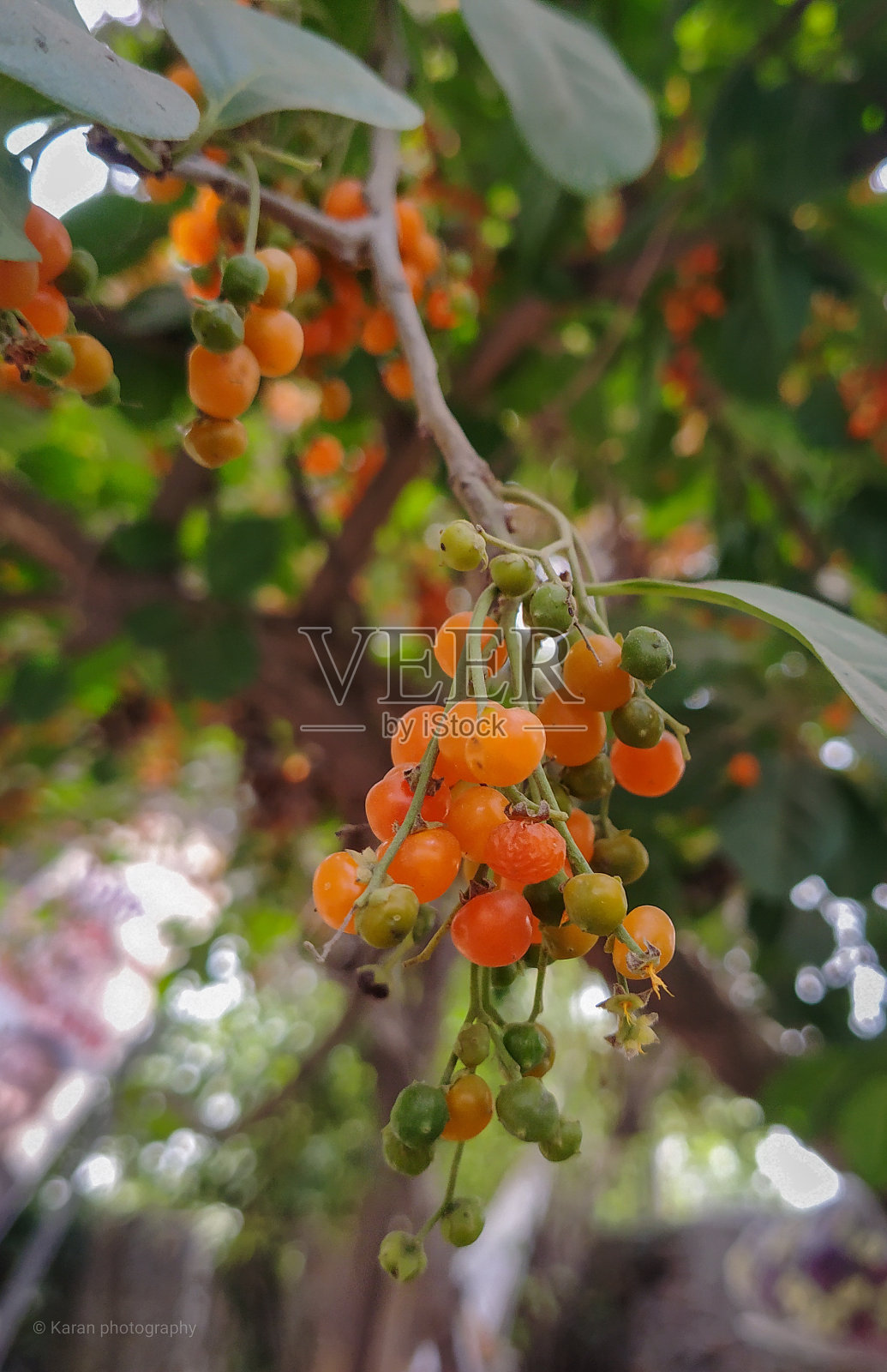 一束桔梗照片摄影图片