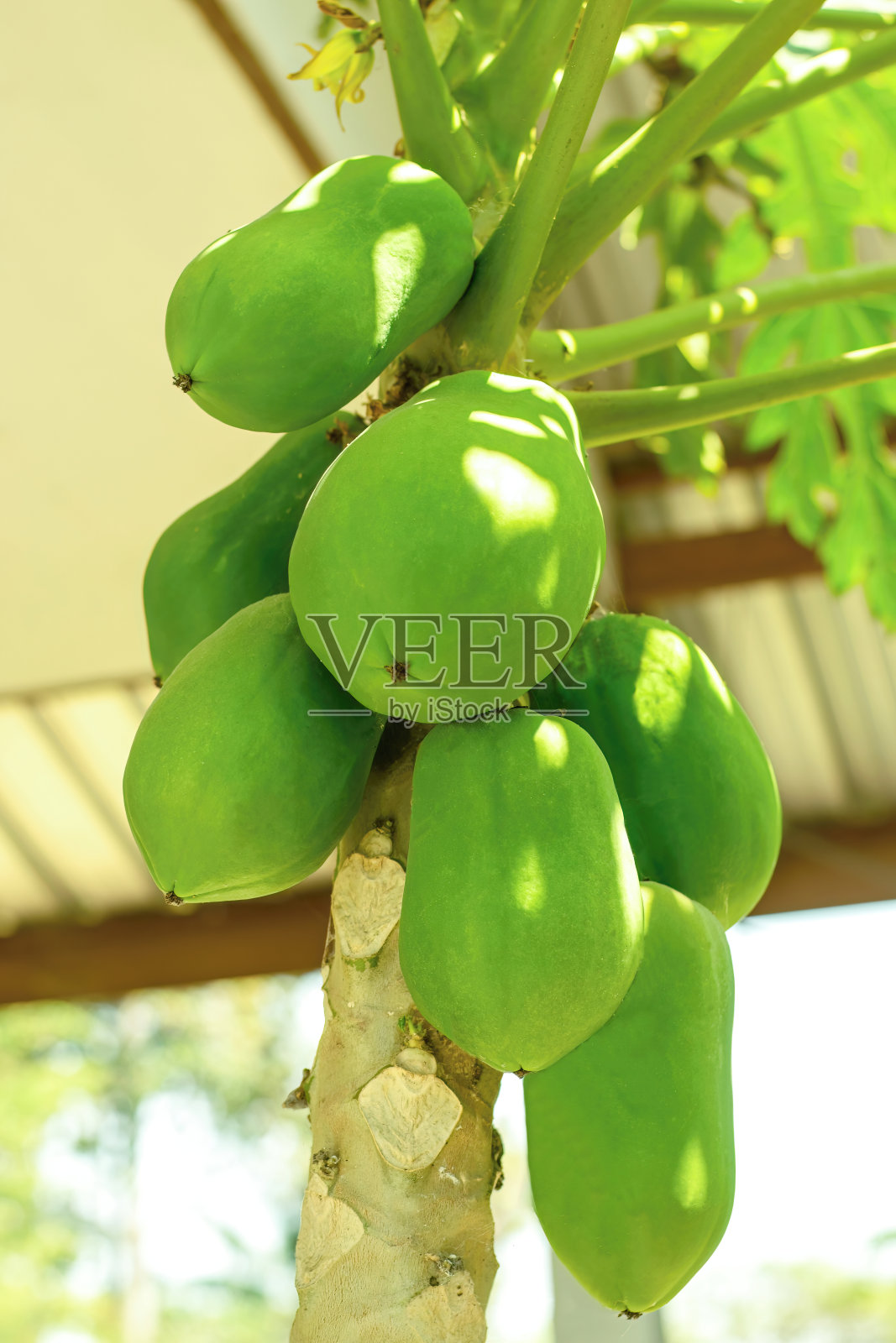 绿色的木瓜照片摄影图片