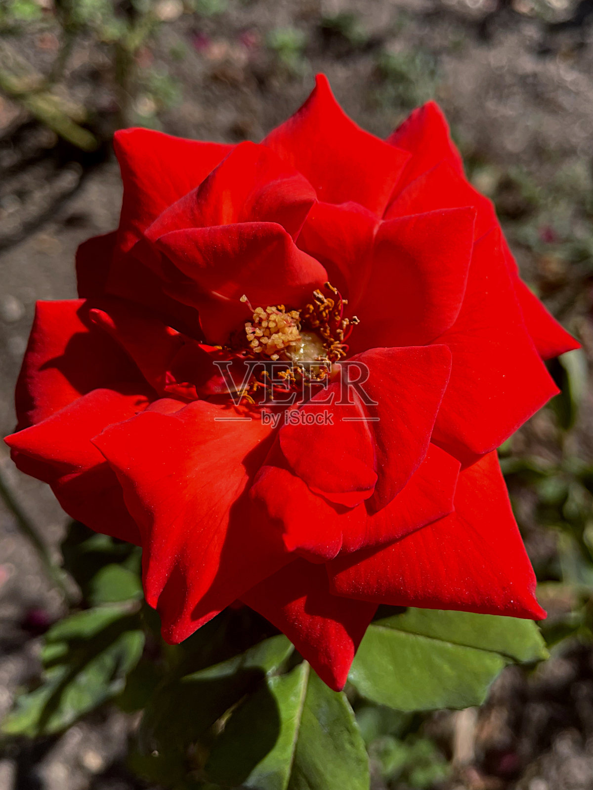 红色的花照片摄影图片